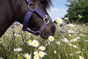 Pony auf Blumenwiese