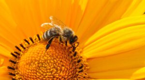 Biene auf gelber Blüte